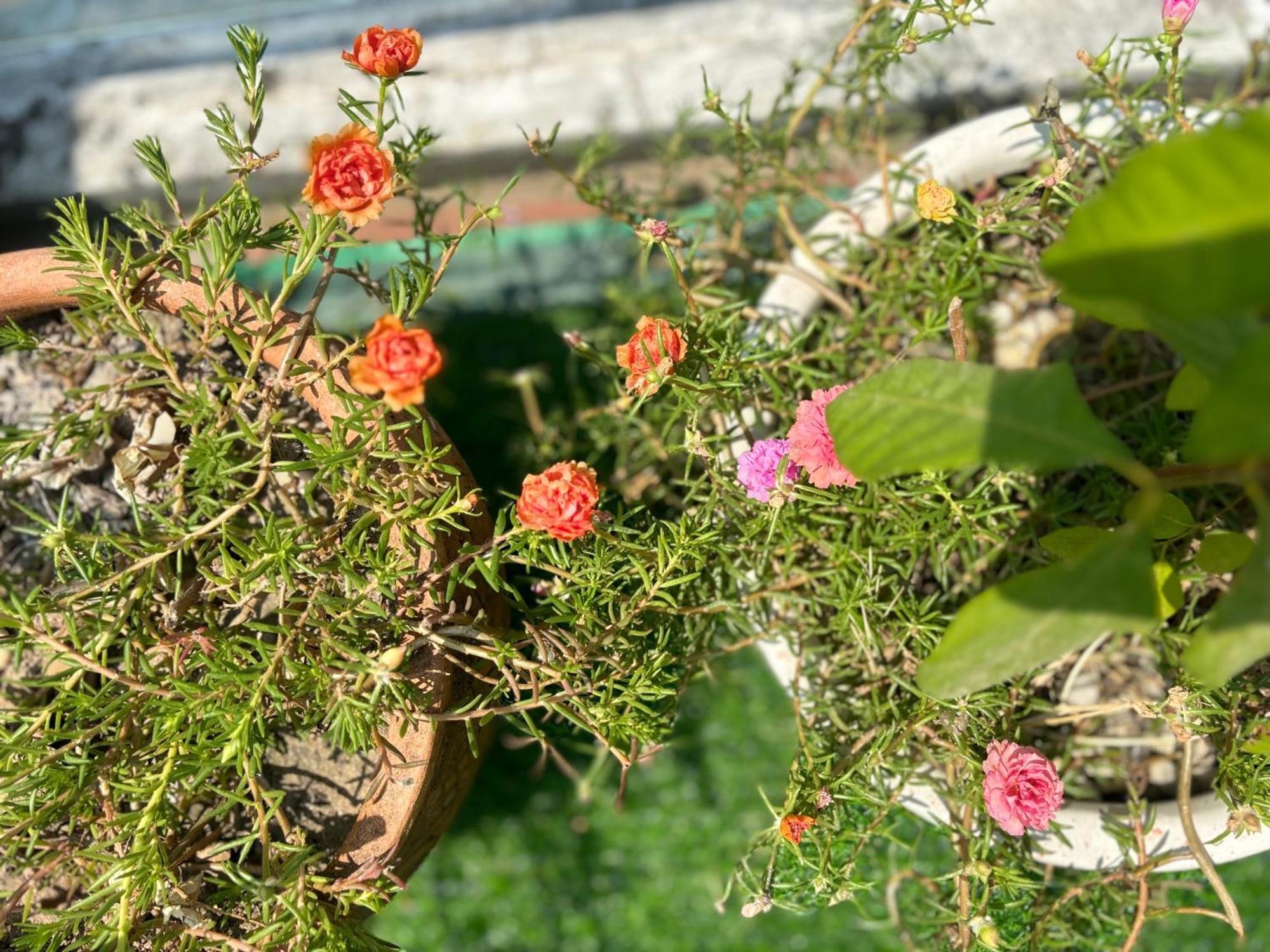 Good Morning Hoi An Homestay And Hostel Buitenkant foto